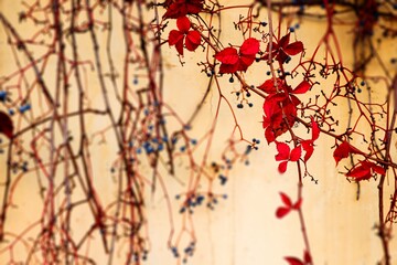 Slender branches and small red leaves climbing a wall, selective focus, autumn colors.