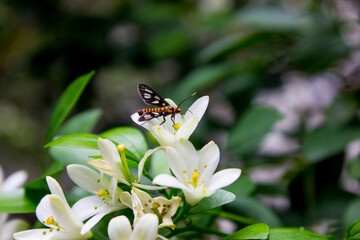 Amata huebneri moth - beautiful tiger moth from southeast asia, singapore and australia is on the flower.