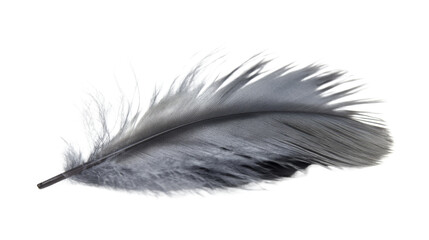 Animal feather transparent background