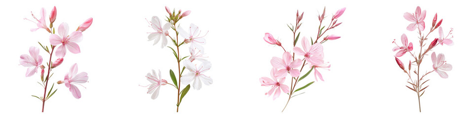 Gaura isolated on transparent background, Set of