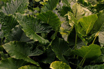 big green leaves pattern