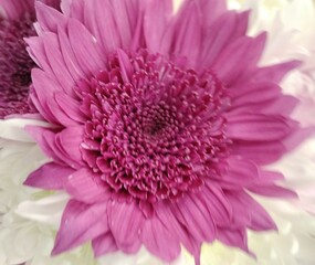 pink gerber daisy