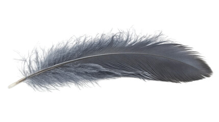 Animal feather transparent background