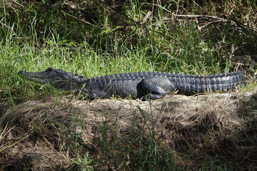 An alligator in the wild.
