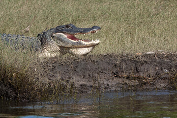 An alligator in the wild.