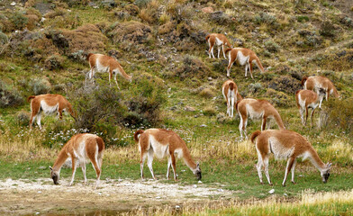 Llamas graze in a meadow in the heart of the wild mountains of Patagonia, Chile