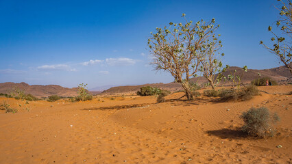 sahara  pustynia agadir maroko wielbłądy