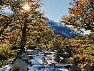 Patagonian beeches, beautiful trees in the Argentine Andes
