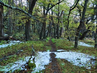 Obraz premium Patagonian beeches, beautiful trees in the Argentine Andes