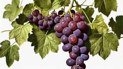 Fototapeta premium grapes on vine