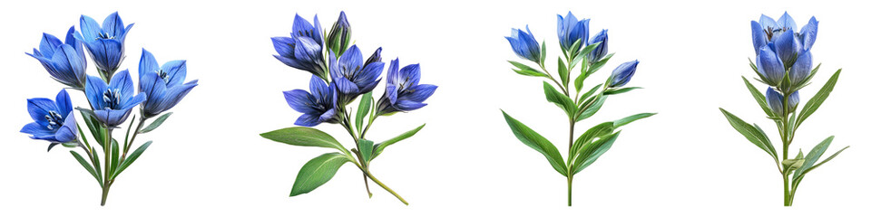 Gentiana isolated on transparent background, Set of