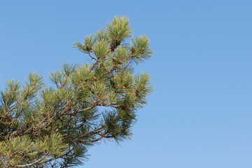 A branch of the Anatolian black pine (Pinus nigra ssp. pallasiana) tree