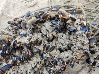 Miesmuscheln auf Schiffstau