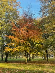 Naklejka premium Autumn/Fall tree with orange leaves in a park
