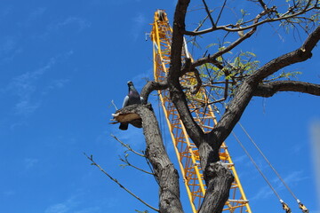 A dove on a tree with a yellow crane in the background at the port of Barcelona
