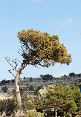 Cade juniper tree (Juniperus oxycedrus) in a stony mountain habitat in the Western Anatolia