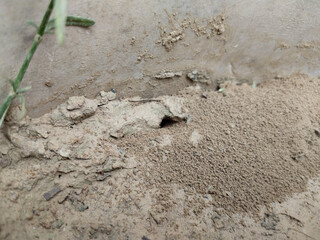 ant ground entrance without any ants running arround