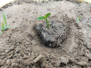 planting a small lemon tree in pot
