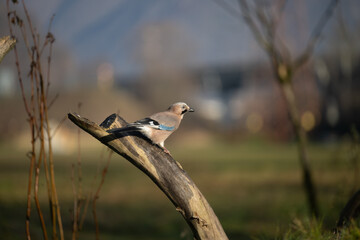 ucelli in volo