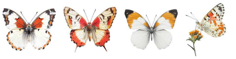 Graceful orange Tip butterfly isolated on transparent background, Set of