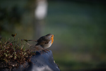 ucelli in volo