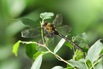 Beautiful dragonfly on green leaf outdoors, macro view