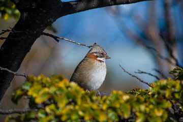 sparrow on a branch