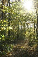 Fototapeta premium Beautiful trees and fallen leaves in autumnal park