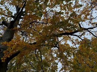 Tree with beautiful golden leaves outdoors, low angle view