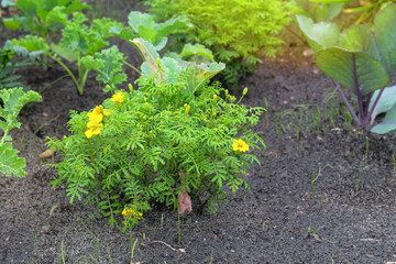 Marigold seedling are planted in village garden. Growing Marigold in cottage garden. Natural means of protection against pests in garden. Sunny day.