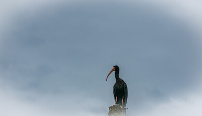 Tapicuru é uma ave da América do Sul, também conhecida como socó-preto, maçarico-preto