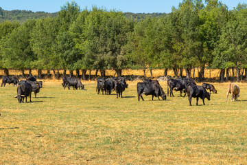 Herd of Spanish Andalusian bulls with horns outdoors grazing in a sunny green meadow surrounded by trees.