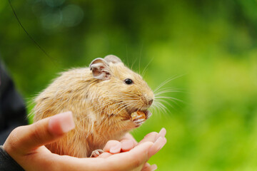 A playful squirrel happily munching on a treat, nestled in the gentle embrace of a loving hand during a sunny afternoon