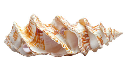 Obraz premium Seashell with pearl transparent background