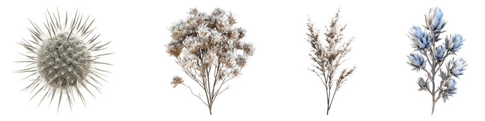 Hoary stock isolated on transparent background, Set of