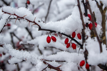 Berberis thunbergii japanese thunbergs barberry with ripened oval fruits on branches covered with white cold snow