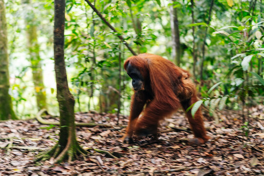 An orangutan walking In The Sumatran Jungle
