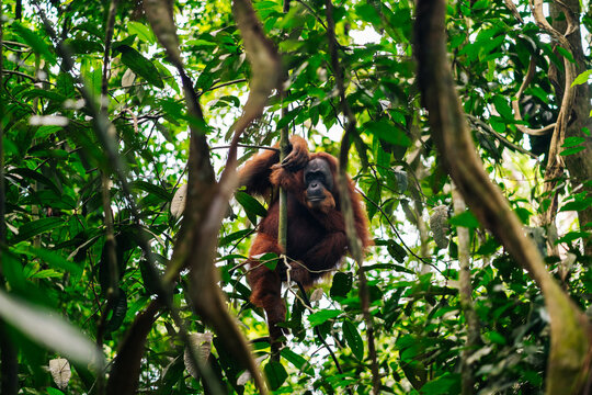 An orangutan hangs from tree branches, surrounded by lush green leaves