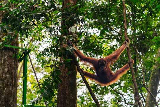 Fototapeta An orangutan swings gracefully between trees in a lush forest