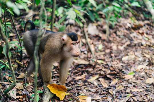 Young Male Southern Pig-Tailed Macaque Walking In The Sumatran Jungle