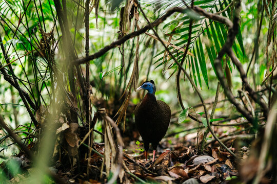A great argus pheasant in the sumatran jungle
