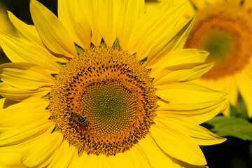 Obraz premium In dem Blütenkorb einer Sonnenblume sammeltt eine Biene Nektar.