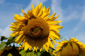 Nahaufnahme eines aufgeblühten Blütenkorbes einer Sonnenblume vor blauem Himmel mit weißen Wolken.