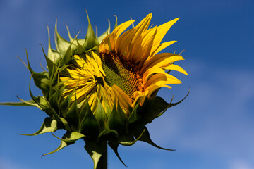 Nahaufnahme eines aufblühenden Blütenkorbes einer Sonnenblume vor blauem Himmel.