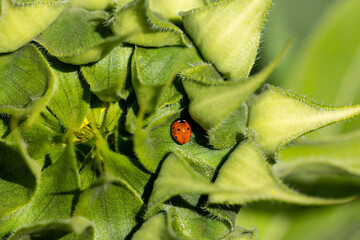Nahaufnahme eines Marienkäfers, der in dem Blütenkorb eines Sonnenblume sitzt.