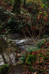 stream in the woods
