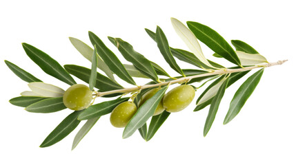 Branch with olives transparent background
