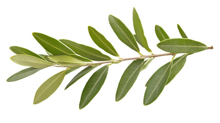 Branch with olives transparent background