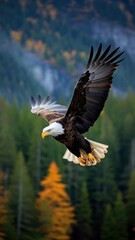 Obraz premium bald eagle in flight
