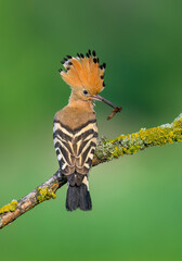 Eurasian hoopoe bird in early morning light ( Upupa epops ) © Piotr Krzeslak